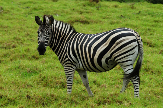 Suedafrika_04090_BuffaloHills_Zebra