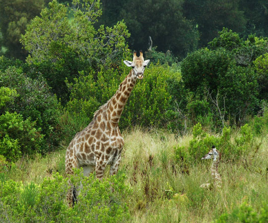 Suedafrika_04230_BuffaloHills_Giraffen