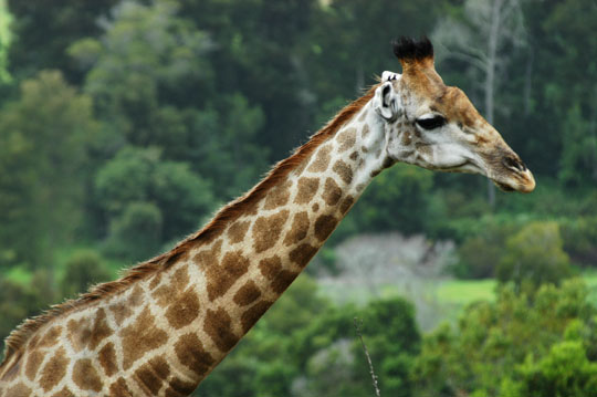 Suedafrika_04250_BuffaloHills_Giraffe