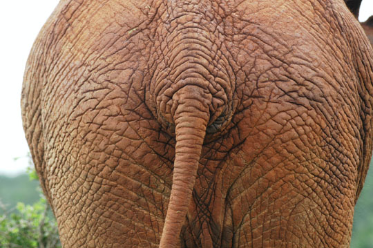 Suedafrika_06800_AddoElephantNP_Elefantenarsch