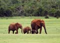 Suedafrika_07550_AddoElephantNP_Elefantenfamilie