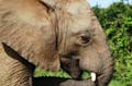 Suedafrika_08400_AddoElephantNP_Elefant